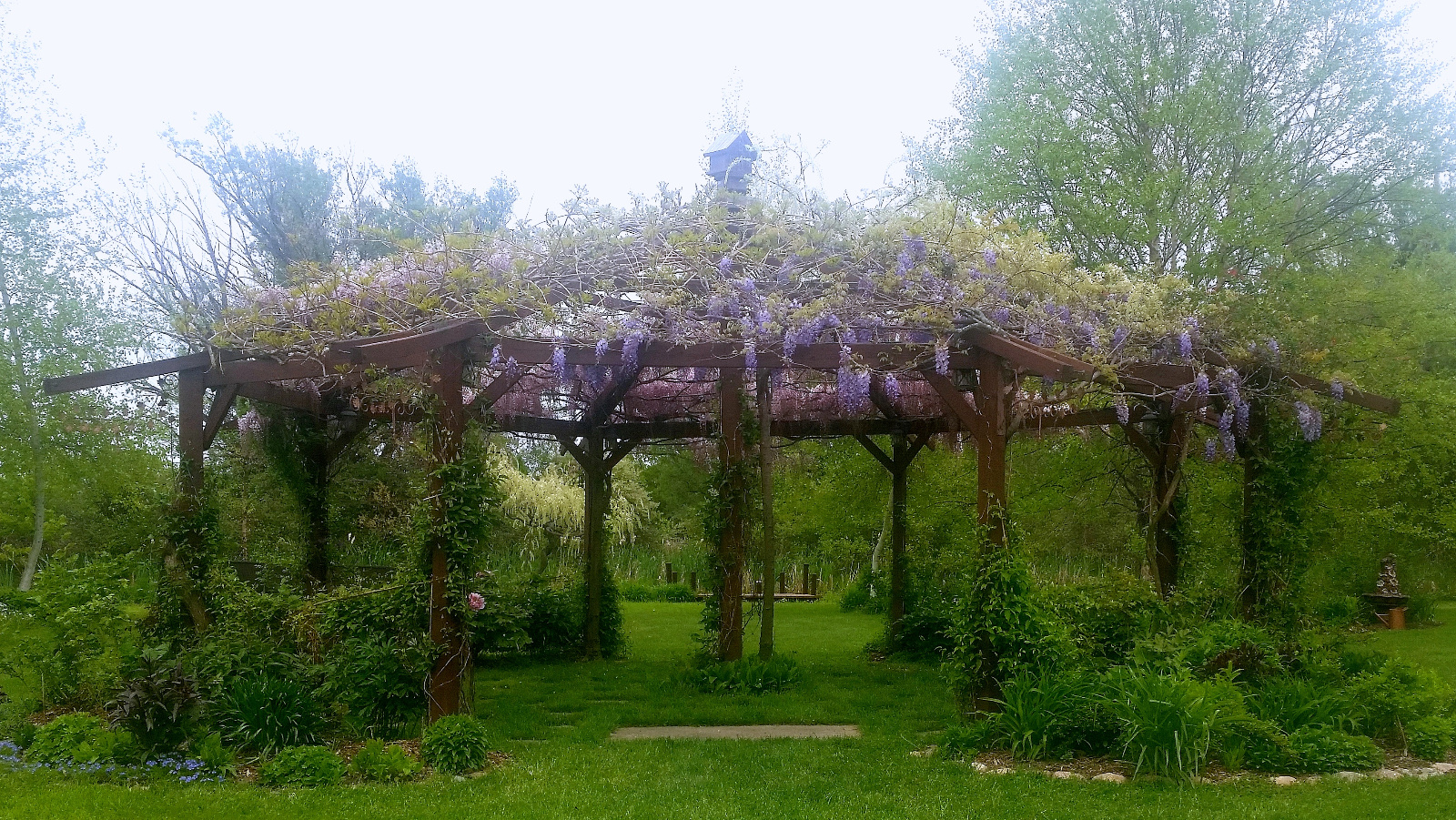WISTERIA IN BLOOM ATOP FLOWERING GAZEBO; WHITE DISTANT TREE WISTERIA READY TO OPEN
